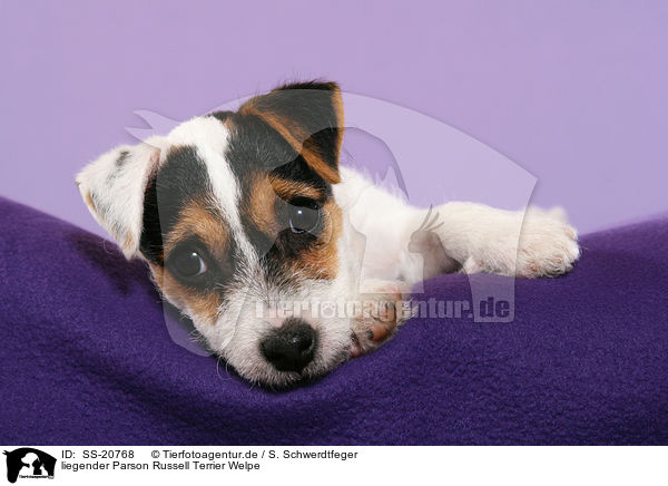 liegender Parson Russell Terrier Welpe / lying Parson Russell Terrier Puppy / SS-20768