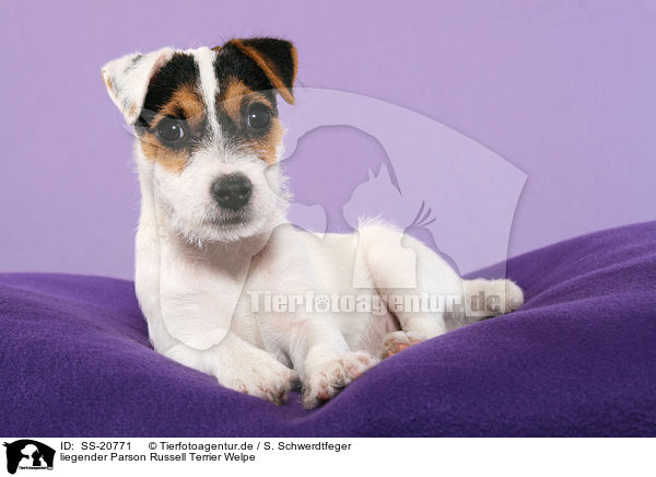 liegender Parson Russell Terrier Welpe / lying Parson Russell Terrier Puppy / SS-20771