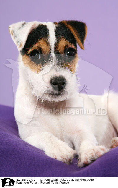 liegender Parson Russell Terrier Welpe / lying Parson Russell Terrier Puppy / SS-20772