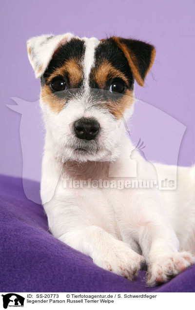 liegender Parson Russell Terrier Welpe / lying Parson Russell Terrier Puppy / SS-20773