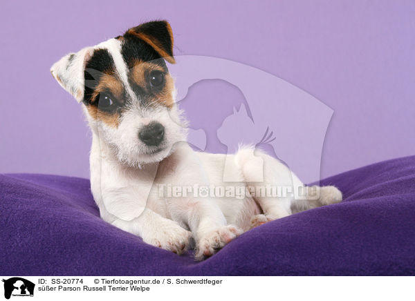 ser Parson Russell Terrier Welpe / cute Parson Russell Terrier Puppy / SS-20774
