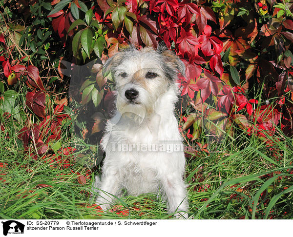 sitzender Parson Russell Terrier / sitting Parson Russell Terrier / SS-20779