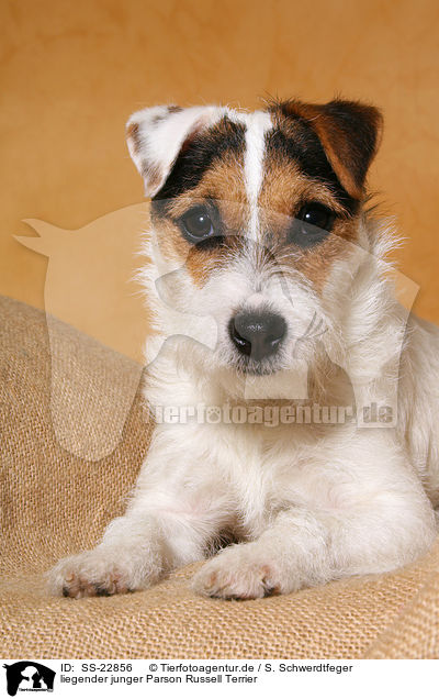 junger Parson Russell Terrier / young Parson Russell Terrier / SS-22856