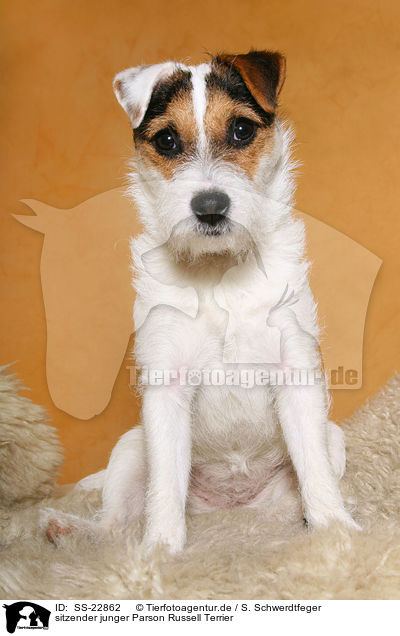 junger Parson Russell Terrier / young Parson Russell Terrier / SS-22862