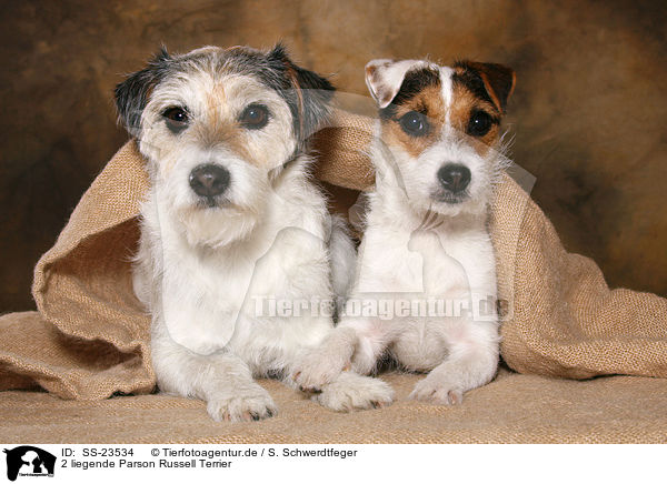 2 Parson Russell Terrier / 2 Parson Russell Terrier / SS-23534