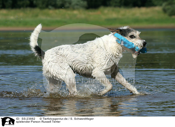 spielender Parson Russell Terrier / playing Parson Russell Terrier / SS-23882