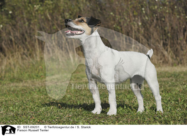 Parson Russell Terrier / Parson Russell Terrier / SST-09201
