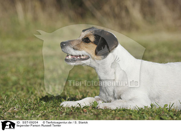 liegender Parson Russell Terrier / lying Parson Russell Terrier / SST-09204