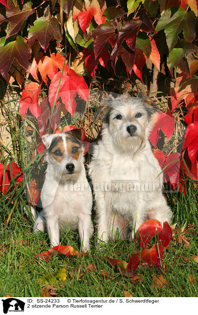 2 sitzende Parson Russell Terrier / 2 sitting Parson Russell Terrier / SS-24233