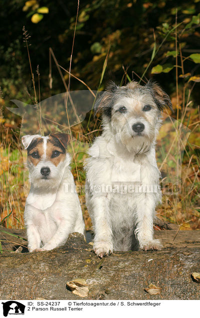 2 Parson Russell Terrier / 2 Parson Russell Terrier / SS-24237