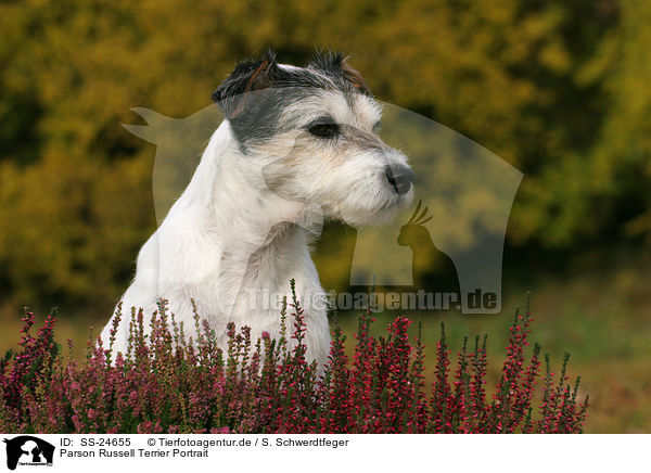 Parson Russell Terrier Portrait / Parson Russell Terrier Portrait / SS-24655