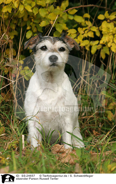 sitzender Parson Russell Terrier / sitting Parson Russell Terrier / SS-24657