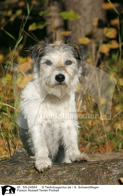 Parson Russell Terrier Portrait / Parson Russell Terrier Portrait / SS-24664