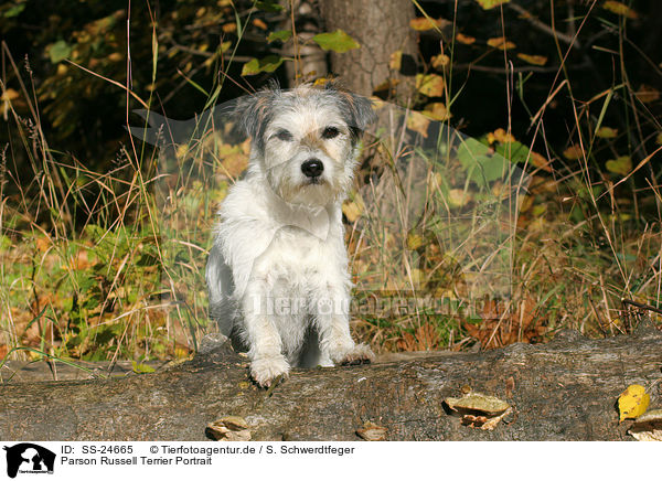 Parson Russell Terrier Portrait / Parson Russell Terrier Portrait / SS-24665
