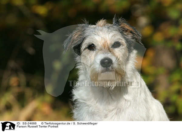 Parson Russell Terrier Portrait / Parson Russell Terrier Portrait / SS-24666