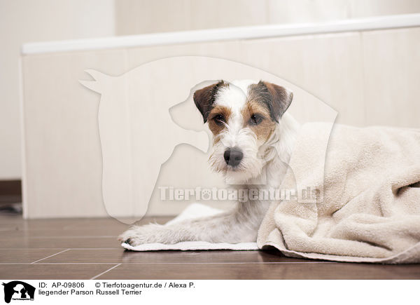 liegender Parson Russell Terrier / lying Parson Russell Terrier / AP-09806