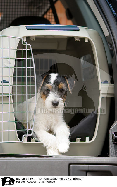 Parson Russell Terrier Welpe / Parson Russell Terrier Puppy / JB-01391