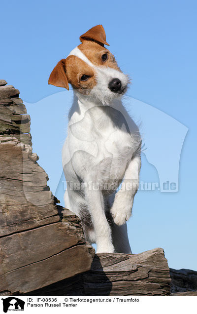 Parson Russell Terrier / IF-08536