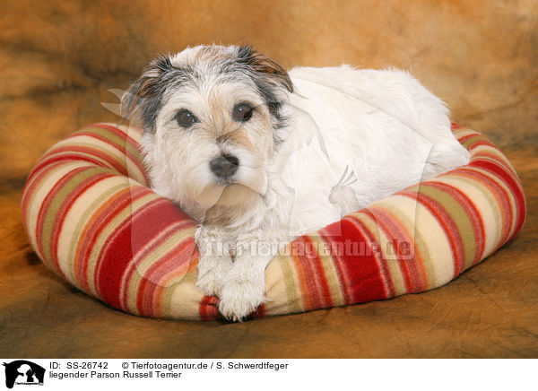 liegender Parson Russell Terrier / lying Parson Russell Terrier / SS-26742