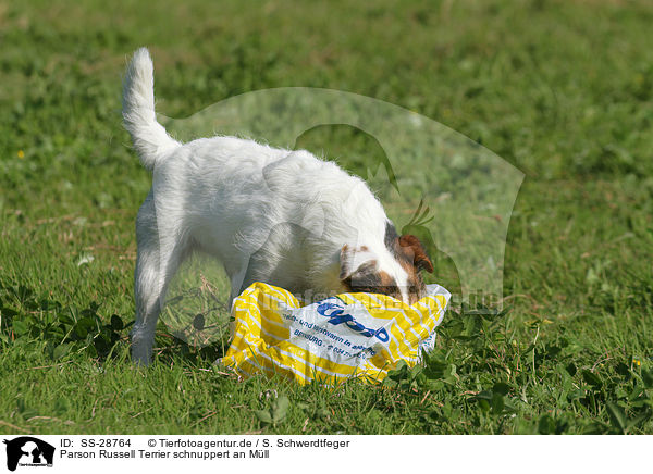 Parson Russell Terrier schnuppert an Mll / Parson Russell Terrier snuffling at rubbish / SS-28764