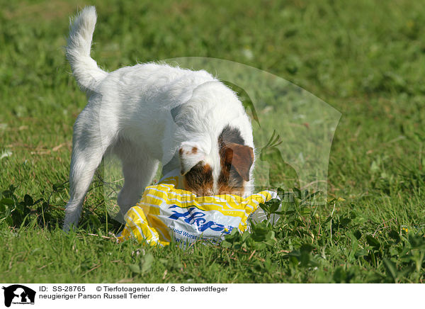 neugieriger Parson Russell Terrier / nosy Parson Russell Terrier / SS-28765