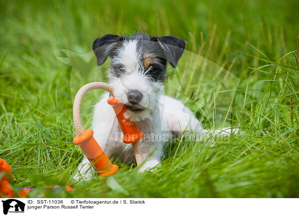 junger Parson Russell Terrier / young Parson Russell Terrier / SST-11036