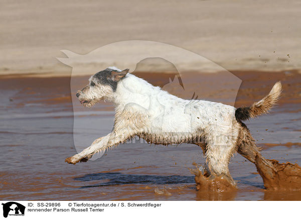 rennender Parson Russell Terrier / running Parson Russell Terrier / SS-29896