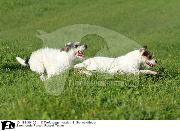 2 rennende Parson Russell Terrier / 2 running Parson Russell Terrier / SS-30165