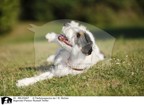 liegender Parson Russell Terrier / lying Parson Russell Terrier / RR-55687