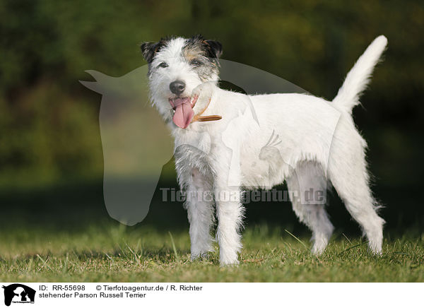 stehender Parson Russell Terrier / standing Parson Russell Terrier / RR-55698
