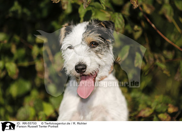 Parson Russell Terrier Portrait / Parson Russell Terrier Portrait / RR-55700