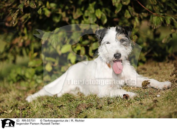 liegender Parson Russell Terrier / lying Parson Russell Terrier / RR-55701