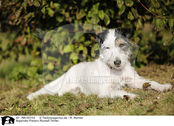 liegender Parson Russell Terrier / lying Parson Russell Terrier / RR-55702