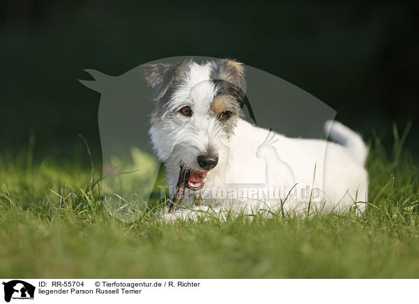 liegender Parson Russell Terrier / lying Parson Russell Terrier / RR-55704
