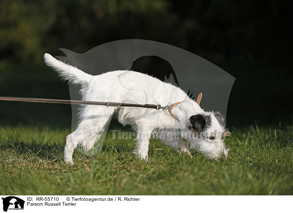 Parson Russell Terrier / Parson Russell Terrier / RR-55710
