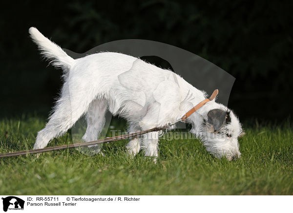 Parson Russell Terrier / Parson Russell Terrier / RR-55711