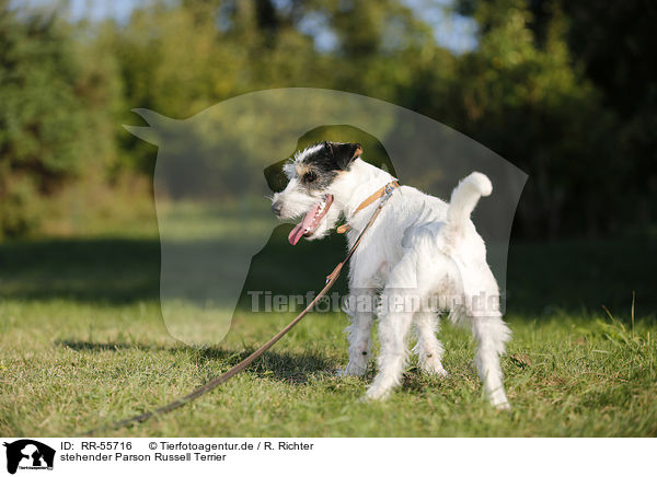 stehender Parson Russell Terrier / standing Parson Russell Terrier / RR-55716