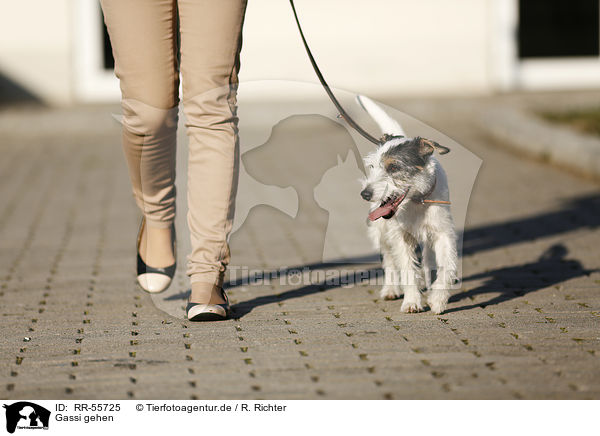 Gassi gehen / go for a walk / RR-55725