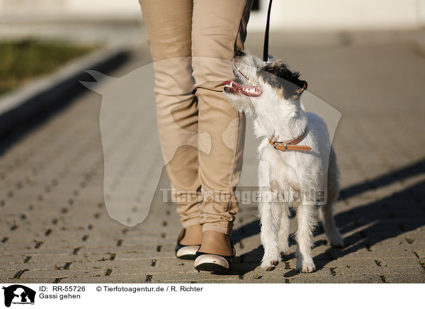 Gassi gehen / go for a walk / RR-55726