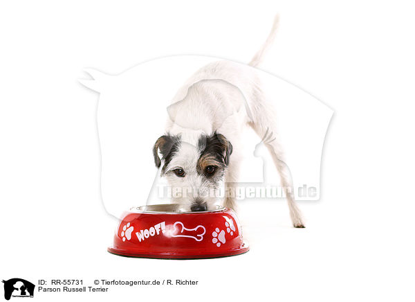 Parson Russell Terrier / Parson Russell Terrier / RR-55731
