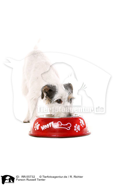 Parson Russell Terrier / Parson Russell Terrier / RR-55732