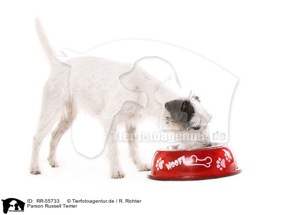 Parson Russell Terrier / Parson Russell Terrier / RR-55733