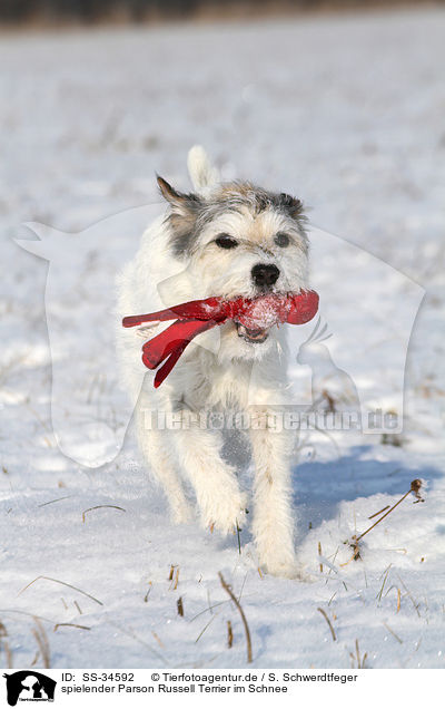 spielender Parson Russell Terrier im Schnee / SS-34592