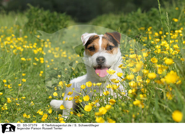 liegender Parson Russell Terrier / SS-37379