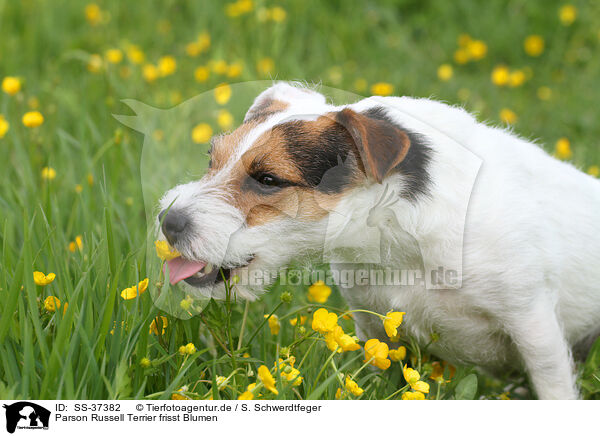 Parson Russell Terrier frisst Blumen / SS-37382