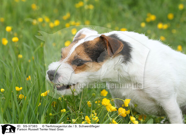 Parson Russell Terrier frisst Gras / SS-37383