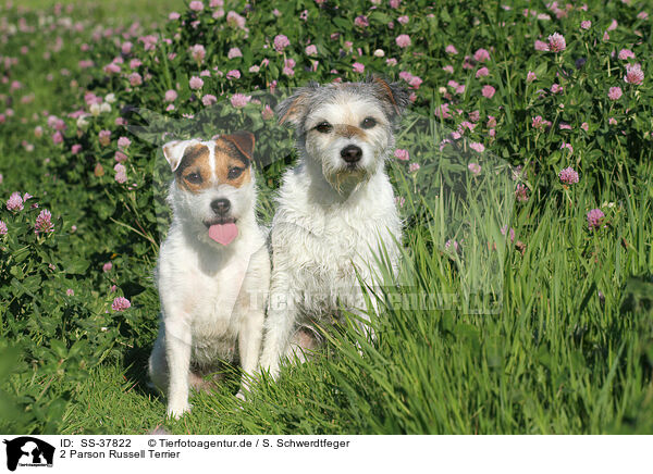 2 Parson Russell Terrier / 2 Parson Russell Terrier / SS-37822