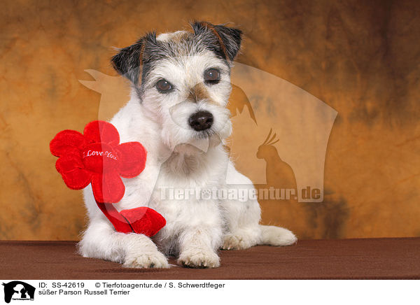 ser Parson Russell Terrier / SS-42619