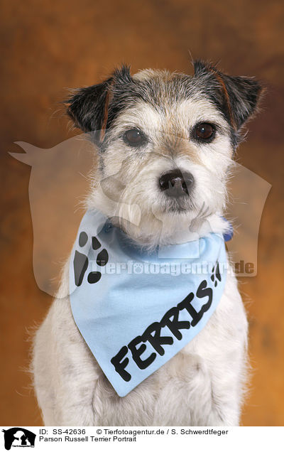 Parson Russell Terrier Portrait / SS-42636