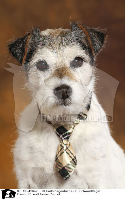 Parson Russell Terrier Portrait / SS-42647